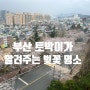 부산 숨은 벚꽃 놀이 명소 토박이 추천 도보 가능 벚꽃 카페도 있답니다 마지막에 나와유