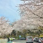 목포 유달산 봄꽃축제, 벚꽃 개화현황 및 주변 가볼만한곳 추천