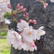 [부산 강서구 대저2동 볼거리]4월에 가기 좋은 맥도생태공원/대저생태공원 제7회 벚꽃축제 봄나들이 주차꿀팁