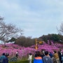 봄꽃주간, 부천 원미산 진달래축제 다녀온 후기 (부제: 꽃반사람반)