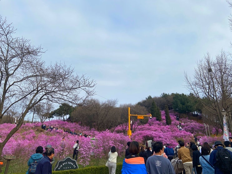 봄꽃주간, 부천 원미산 진달래축제 다녀온 후기 (부제...