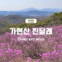 가현산 진달래꽃 실시간 개화 상태 2024년 진달래동산