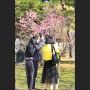 서울 창덕궁 전각 홍매화·미선나무·살구나무