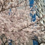 부산 광안리 벚꽃명소/ 삼익비치아파트 벚꽃개화상태