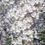 3월 마지막 날 금호강 벚나무길 벚꽃 풍경 1