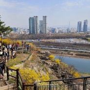 서울 응봉산 개나리 보고 왔습니다.