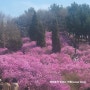 [서을 근교 나들이_부천 원미산 진달래축제] 분홍빛 봄의 향기 가득한 진달래동산