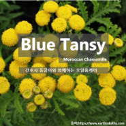 블루탠지 Blue Tansy, 모로칸 캐모마일 오일 효능 추출법, 사용법, 화학성분, 주의사항