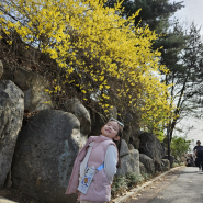 아이들이 좋아하는 무료 동물원 서울 어린이 대공원 벚꽃 개나리 개화 실시간 상황 및 주차정보