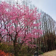 4월 광주 벚꽃구경 가볼만한 곳 518기념공원 무각사 홍매화 활짝