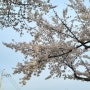 이번주말 대구 벚꽃현황 아양교 벚꽃 금호강벚나무길 걸어보기