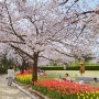 김해 연지공원 축제 벚꽃 튤립 꽃구경 나들이 및 주차장