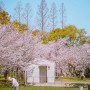 일본 오사카 벚꽃 숨은 명소! 케마사쿠라노미야 공원 개화&만개 시기