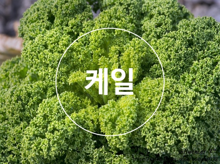 케일 효능 5가지 부작용 케일즙 먹는법 하루섭취량 : 네이버 블로그