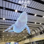 제주 공항 선물 파리바게트 마음샌드 현장 구매 장소 세 곳