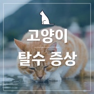 고양이 탈수 증상 7가지 꼭 알아두세요!