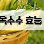 여름철 간식 옥수수 효능 대표적인 5가지 알아보기