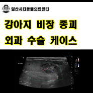 [일산 비장 절제 수술] 건강검진 했는데 비장에 종괴가 있대요.강아지 비장 종괴 절제 수술 케이스 [24시 일산시티동물의료센터]