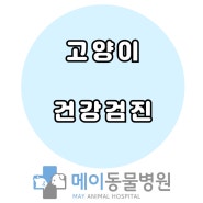 울산 KSH 고양이가 건강검진 및 스케일링을 받았어요.