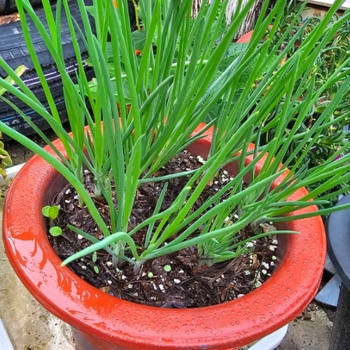 쪽파 심는시기 화분 텃밭 가꾸기 먹는법 : 네이버 블로그