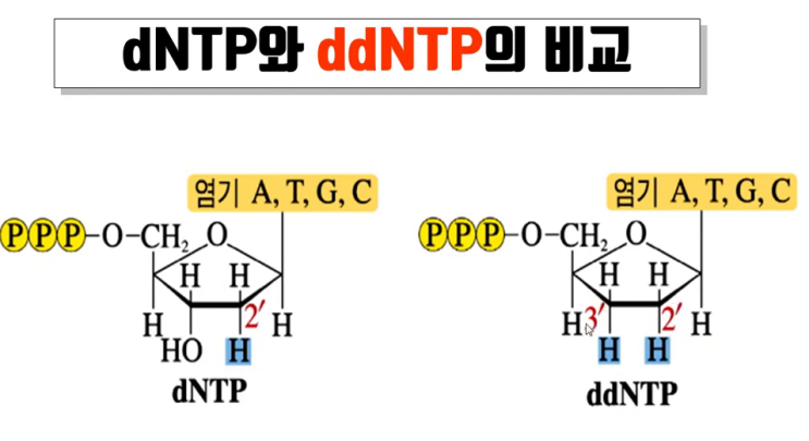 DNA 염기서열 분석법, 인간 유전체 사업-게놈 프로젝트,DNA 염기서열 분석 원리,ddNTP, dNTP의 차이 : 네이버 블로그