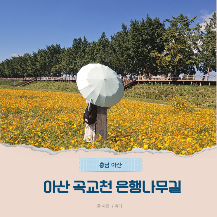 아산 가볼만한곳 곡교천 은행나무길 가을여행 추천 : 네이버 블로그