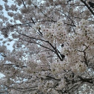 서여고 4월의 브이로그 🌸