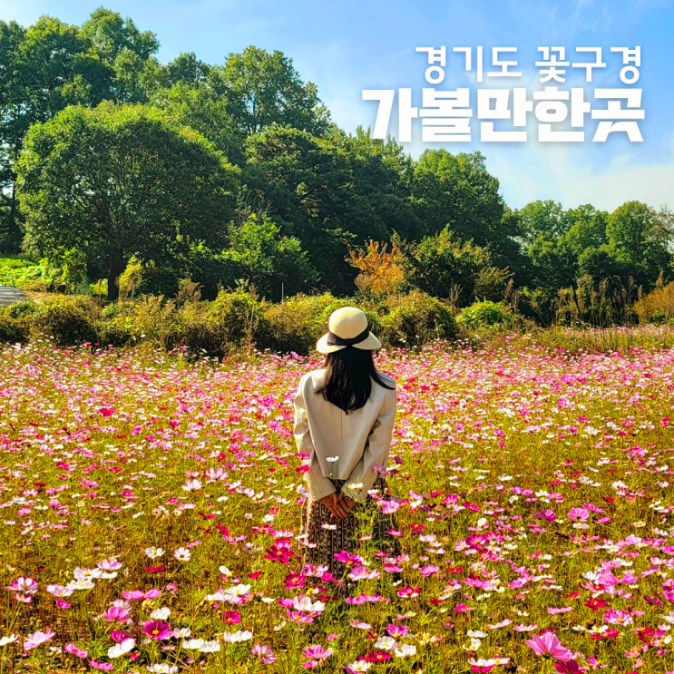 경기도 핑크뮬리 코스모스 축제 가볼만한곳 : 네이버 블로그