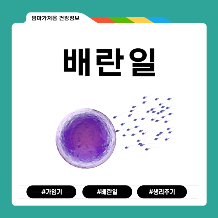 생리주기 가임기 뜻 배란일 일주일 계산기 : 네이버 블로그