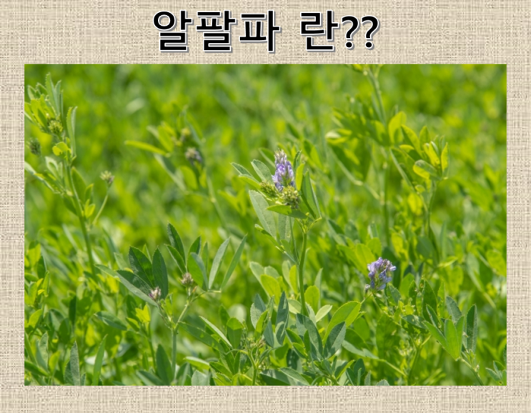 알팔파에 대해 알아보아요. : 네이버 블로그