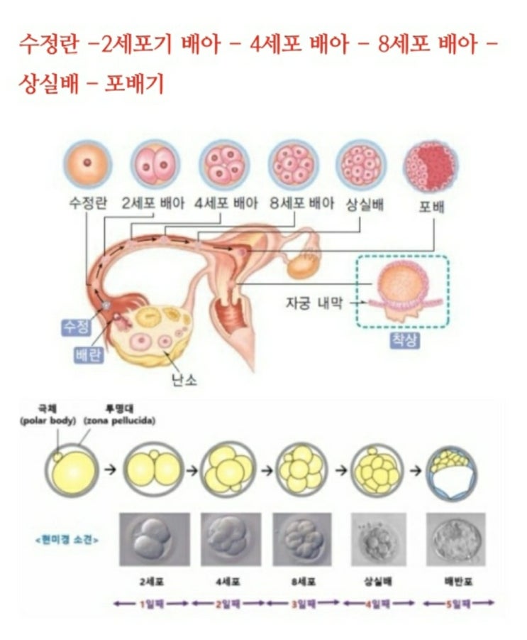 태아 발달단계 1 : 네이버 블로그
