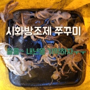 시화방조제 쭈꾸미워킹낚시 끝물 타기