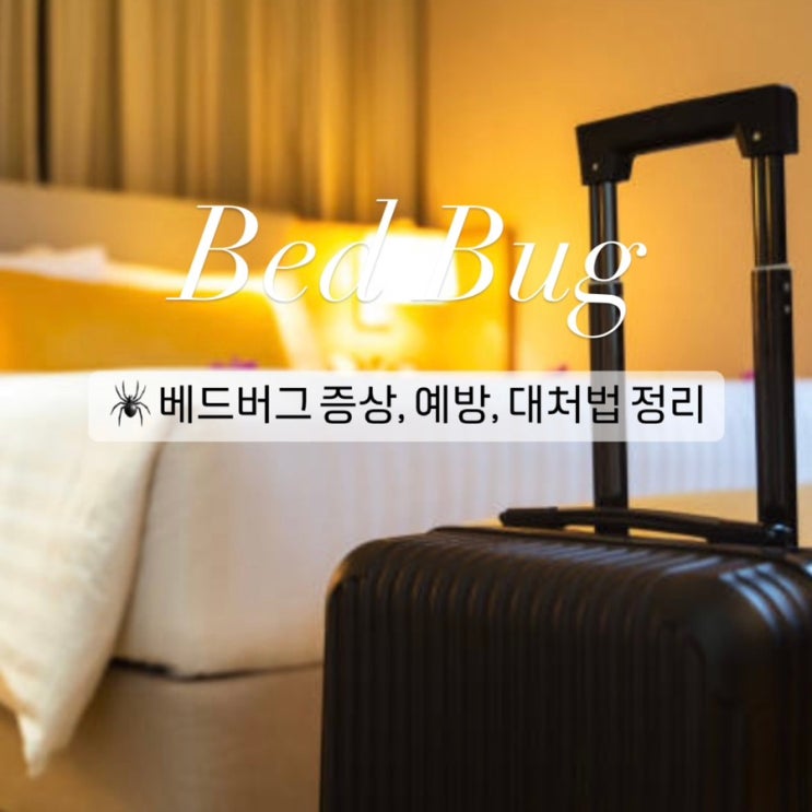 베드 버그증상, 물린자국, 치료부터 예방&대처법까지 완벽 정리! : 네이버 블로그