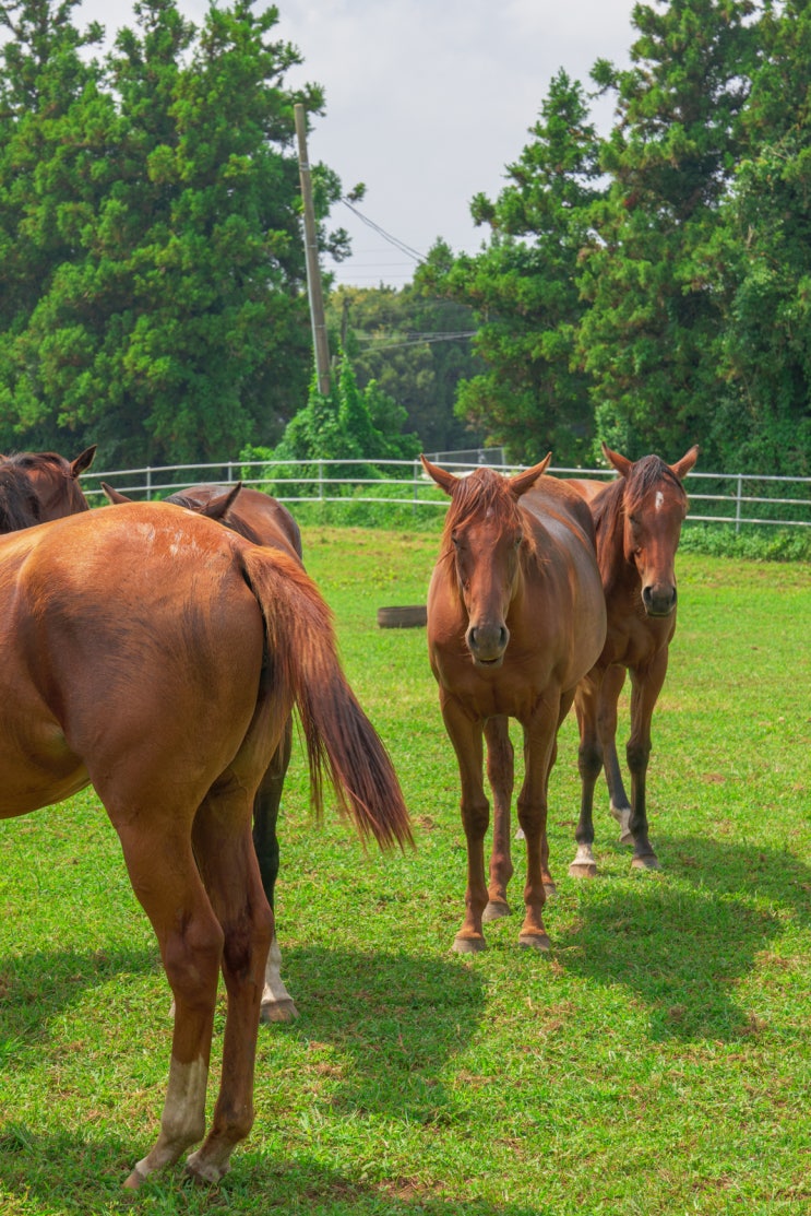 제주 성이시돌목장 테쉬폰 주차장 우유부단 카페 : 네이버 블로그