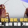 바퀴벌레가 진짜로 생명력이 강할까?