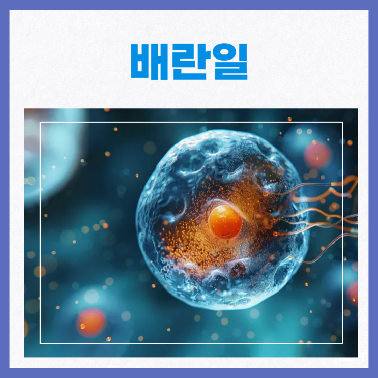 배란일 배란기 증상 계산법 가임기 : 네이버 블로그
