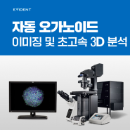 자동 오가노이드 이미징 및 초고속 3D 분석🔍