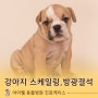 강아지 방광결석 스케일링 치료 및 수술사례