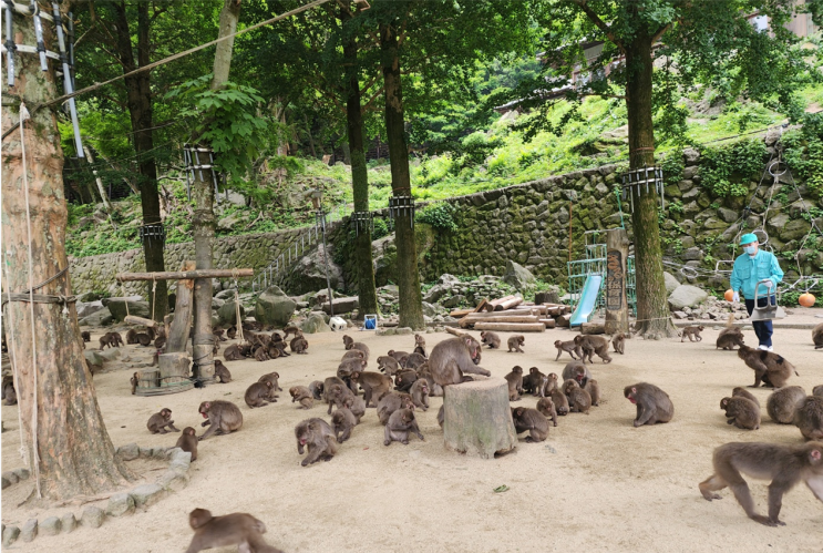 [일본여행] 벳부 타카사키야마 자연동물원(야생 원숭이산)