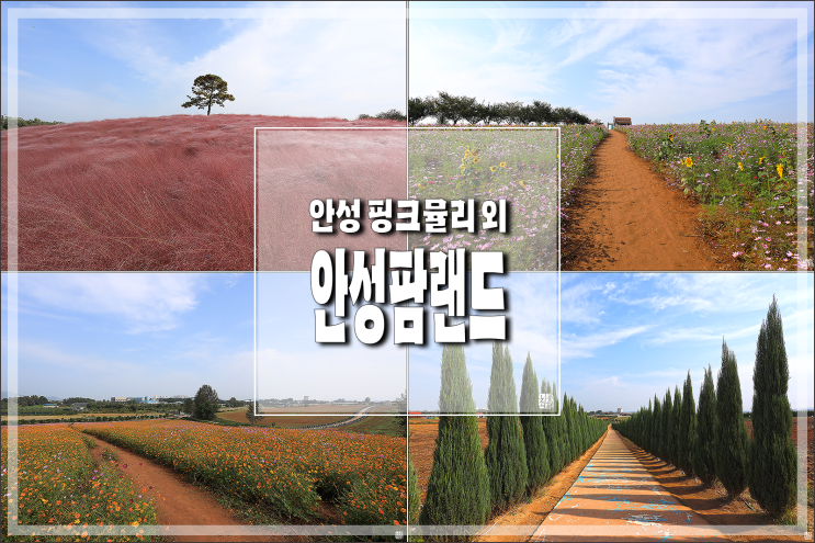 안성 가볼만한곳 안성 팜랜드 핑크뮬리 & 코스모스 : 네이버 블로그