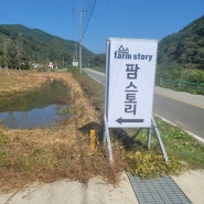 (125번째 캠핑)청도 운문면 팜스토리 오토캠핑장