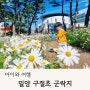 밀양 삼문동 구절초 축제 기간 주차 개화현황