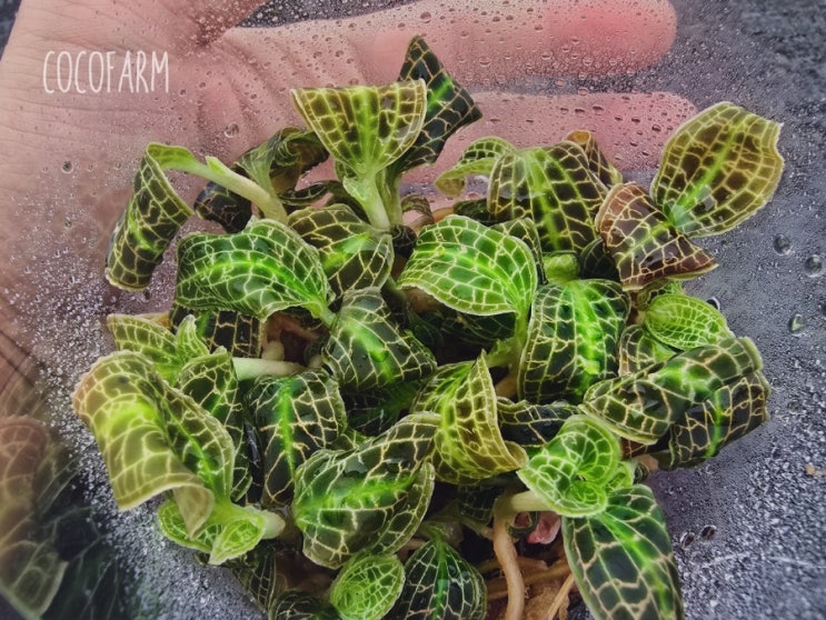 Macodes sanderiana 산데리아나 원종 국내 최저가로 분양합니다. : 네이버 블로그