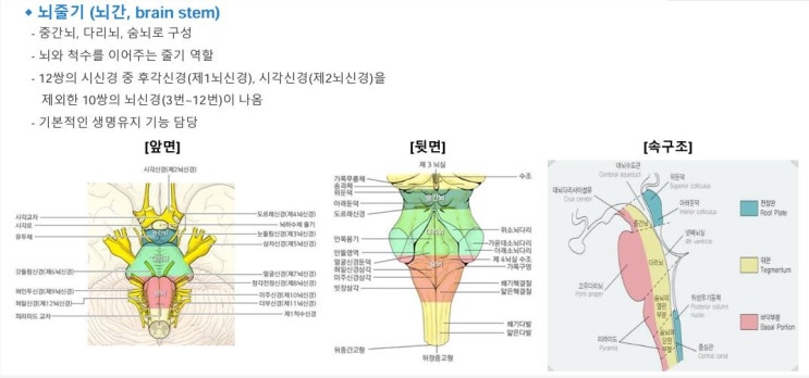 [7] 뇌줄기 (중간뇌, 다리뇌, 숨뇌) : 네이버 블로그