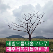 제주 서쪽 가볼만한곳 새별오름 나홀로나무 제주도 왕따나무