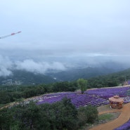 거창 가볼만한 곳 거창 감악산에서 환상적인 아스타국화 보던 날