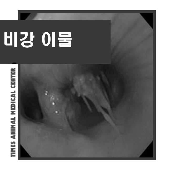 강아지 콧물 한쪽에서만 - 비강 이물 확인 : 네이버 블로그