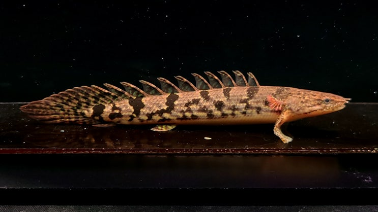 내일은 The Polypterus Lab 홈페이지에 신규 개체들 업로드 예정입니다. : 네이버 블로그