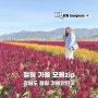 강원도 철원 당일 여행 코스 추천 모음 zip(W. 로망스투어)