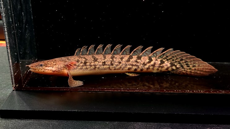 The Polypterus Lab 홈페이지에 신규 개체들 업로드 완료했습니다. : 네이버 블로그